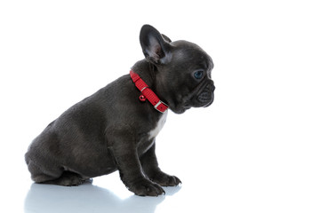 Side view of an adorable French bulldog cub looking forward