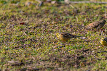 Larks feeding in grass