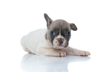 Relaxed French bulldog puppy curiously looking forward