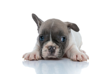 Fototapeta premium Bothered French bulldog puppy looking while laying down