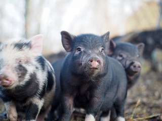 Small free-range pigs. Pigs on a pig farm