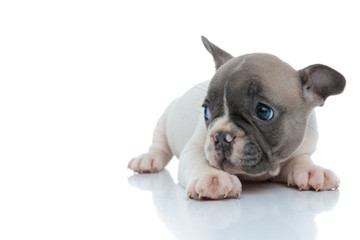Bothered French bulldog puppy looking to the side