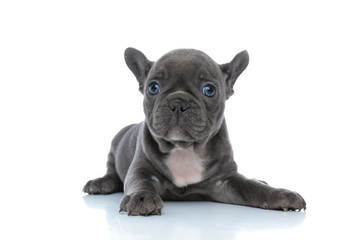 Relaxed French bulldog puppy looking forward and being dutiful