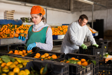 Employees controlling quality of tangerines