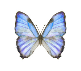 Hand drawn watercolor butterfly Morpho Thamyris isolated on white