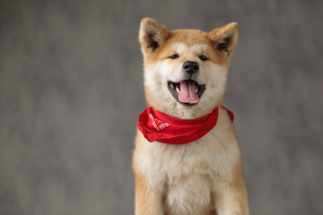 Akita Inu dog sitting with no occupation sticking out tongue