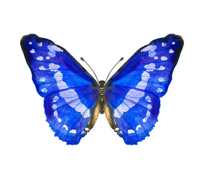 Hand drawn watercolor butterfly Morpho Cypris isolated on white