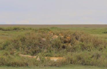 Pride of Lions, Serengeti, Tanzania