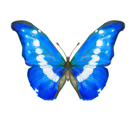 Hand drawn watercolor butterfly Morpho Helena isolated on white