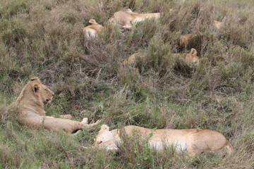 Pride of Lions, Serengeti, Tanzania