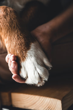 Dog paws and human hand close up. Conceptual image of friendship a dog. Bernese Mountain Dog