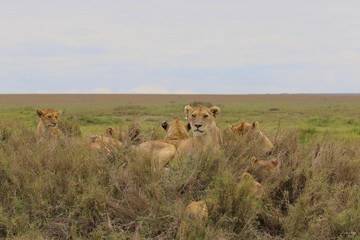 Pride of Lions, Serengeti, Tanzania