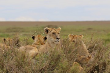 Fototapeta na wymiar Pride of Lions, Serengeti, Tanzania