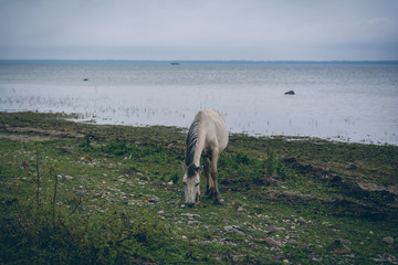 Beautiful wild horse on an island coast by the sea eating grass in a cloudy day