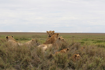 Pride of Lions, Serengeti, Tanzania