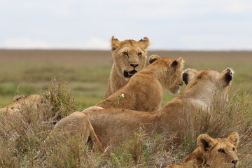Pride of Lions, Serengeti, Tanzania