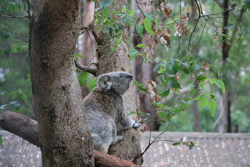 Koala Phascolarctos cinereus tree dweller in Australia