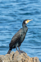 Cormorano