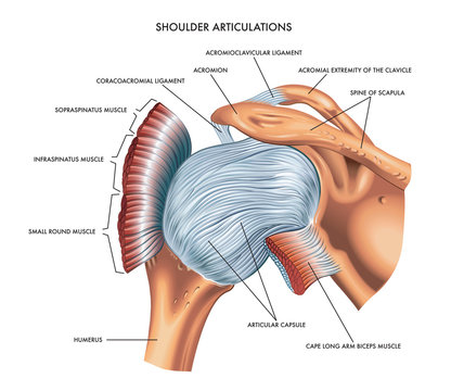 A detailed medical illustration of shoulder articulations.