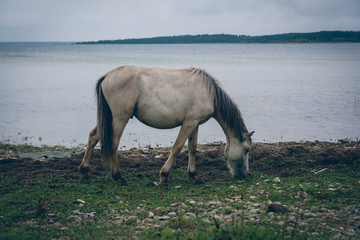 Beautiful wild horse on an island coast by the sea eating grass in a cloudy day
