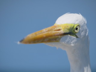 Reiher