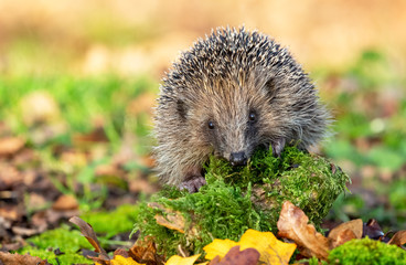 Hedgehog (Scientific name: Erinaceus Europaeus) wild, free roaming hedgehog, taken from a wildlife...