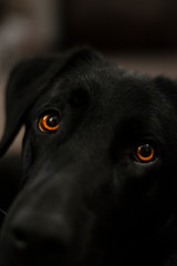 Labrador close up face photo