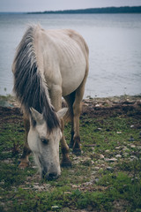 Beautiful wild horse on an island coast by the sea eating grass in a cloudy day