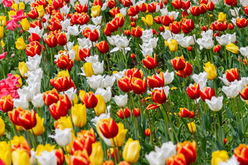 field of colorful tulips backlit by the sun