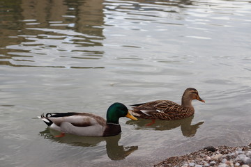 ducks in pond