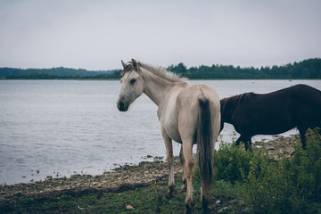 Beautiful wild horses on an island coast by the sea eating grass in a cloudy day