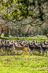 Fallow Deer (Dama dama) in the woods