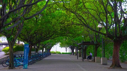 carretera con arboles