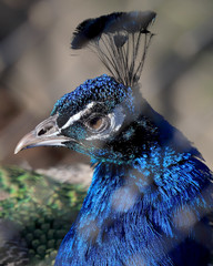 WROCLAW, POLAND - JANUARY 21, 2020: Peafowl is a common name for three species of birds in the...