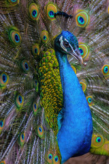 Peacock with extended plumage