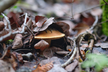 Close-up of a suillus under the foliage.