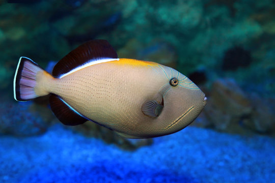 Melichthys indicus - Indian triggerfish in sea water