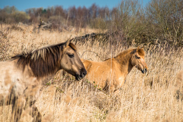 Wild Konik ponies on the banks of Burwell Lode