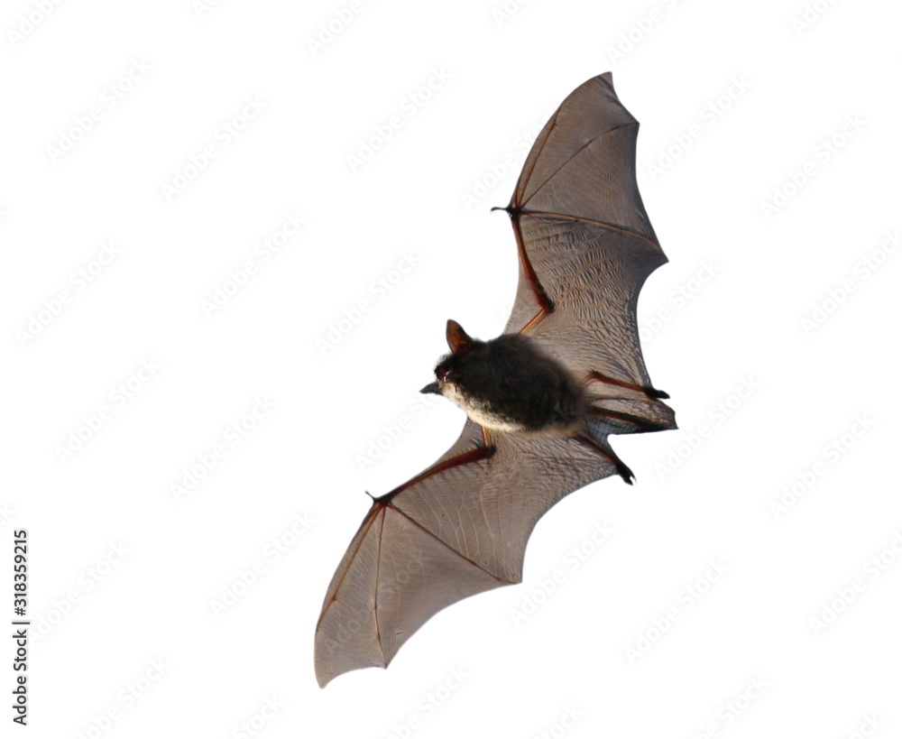 Wall mural common pipistrelle in fly, pipistrellus pipistrellus, isolated on white background