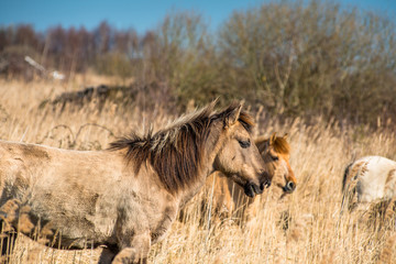 Wild Konik ponies on the banks of Burwell Lode waterway on Wicken Fen nature reserve, Cambridgeshire; England; UK
