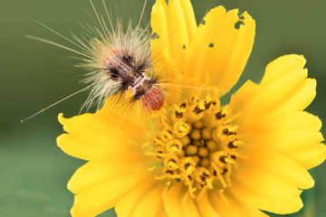caterpillar on flower macro close up