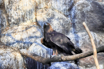 WROCLAW, POLAND - JANUARY 21, 2020: Hawks are a group of medium-sized diurnal birds of prey of the...