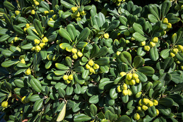 A beautiful decorative evergreen shrub with light green fruits