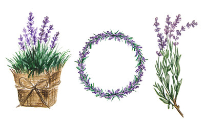Watercolor lavender set . Delicate lavandula flowers