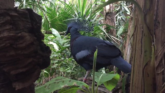 Victoria crowned pigeon Goura bird, a blueish grey pigeon with crest on head from new Guinea stock footage