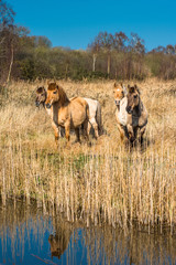 Wild Konik ponies on the banks of Burwell Lode