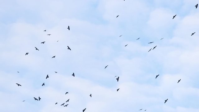 flock of rooks in the blue sky revolves in a circle of slow motion