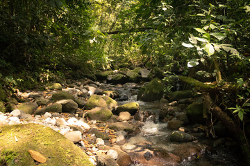 rio en bosque 