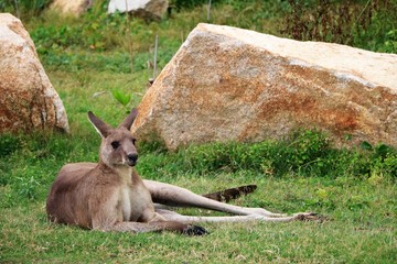 Kangaroos Macropodidae in Australia