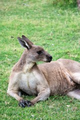 Naklejka na ściany i meble Kangaroos Macropodidae in Australia